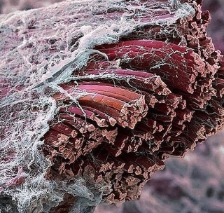 Close-up of a red and white object  Description automatically generated