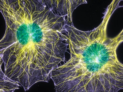 Learning How to Unlock Tissue Memory
