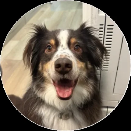 Kylo, therapy pup at Integrated Physical Therapy