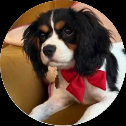 Penny, therapy pup at Integrated Physical Therapy
