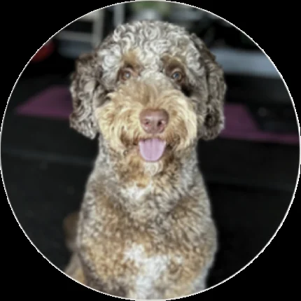 Stewie, therapy pup at Integrated Physical Therapy