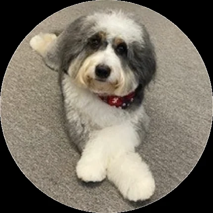 Toby, therapy pup at Integrated Physical Therapy