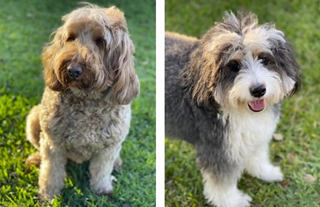 Charlie and Toby